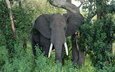 природа, слон, уши, хобот, бивни, африканский слон