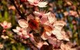 цветы, насекомое, весна, пчела, шмель