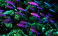 море, рыбы, океан, кораллы, подводный мир, рыбкам фиолетово