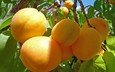 ветка, фрукты, урожай, абрикосы, спелые, абрикосы на веточке