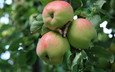 фрукты, яблоки, сад, урожай, яблоня