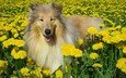 цветы, мордочка, поле, взгляд, собака, колли, шотландская овчарка, колли в одуванчиках