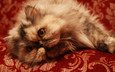 кот, кошка, диван, пушистик, персидская