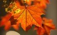 ветка, листья, осень, клен, красивые
