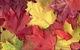 листья, разноцветные, осень, клен, листопад