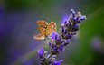 природа, цветок, лаванда, бабочка, крылья, насекомые, размытость, бабочка на синем цветке