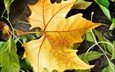 осень, кленовый лист