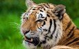 тигр, морда, полоски, усы, смотрит, хищник, отдых, серьёзный тигр