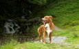 трава, природа, собака, пес, новошотландский ретривер