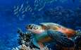 рыбки, черепаха, риф, подводный мир