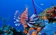 кораллы, рыба, риф, подводный мир, крылатка, рыба-лев