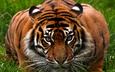 тигр, морда, трава, взгляд, хищник, большая кошка, охота