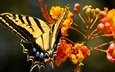 насекомое, цветок, бабочка, крылья, насекомые, махаон