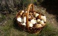 трава, грибы, корзинка, лукошко, белые грибы