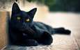 кот, мордочка, кошка, взгляд, лапки, черный кот, желтые глаза