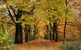 деревья, природа, пейзаж, парк, ветки, листва, осень, аллея