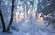 деревья, снег, лес, зима, иней