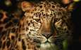 морда, взгляд, леопард, хищник, большая кошка