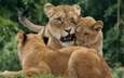 хищник, большая кошка, львы, лев, львята, львица, детеныши