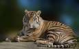 тигр, лежит, хищник, большая кошка, красивый, голубые глаза, грация
