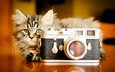 взгляд, котенок, фотоаппарат, камера