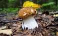 лес, осень, лист, гриб, грибок, белый гриб, боровик