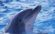 вода, животные, дельфин, подводный мир