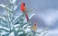 ветка, снег, хвоя, зима, птицы, клюв, перья, кардинал, красный кардинал