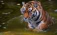 тигр, морда, вода, усы, капли, взгляд, хищник