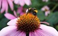 природа, макро, насекомое, цветок, пчела, пыльца, шмель, эхинацея, шмель на цветке