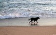 море, песок, пляж, прогулка, собака.