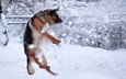 снег, зима, собака, прыжок, немецкая овчарка