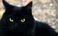 глаза, фон, кот, кошка, взгляд, черный