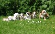 цветы, трава, поляна, щенки, собаки, бульдог, английский, английский бульдог