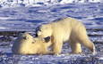 снег, полярный медведь, медведь, белые, медведи, белый медведь, арктика