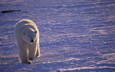 снег, полярный медведь, медведь, белый, прогулка, белый медведь, арктика