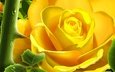 цветок, роза, лепестки, бутон, жёлтая, крупным планом