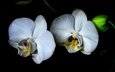 цветы, черный фон, белые, орхидеи