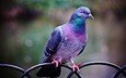 цвет, птица, перья, голубь, ограда, почтовый, окраска, pабор