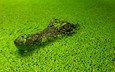 трава, вода, водоем, крокодил, водоросли, рептилия, ряска, пресмыкающиеся, на водной глади