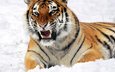 тигр, морда, снег, взгляд, лежит, хищник, оскал, угроза