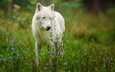 цветы, природа, белый, хищник, волк, полярный волк, арктический волк, белый волк