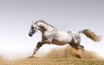лошадь, песок, пыль, конь, жеребец, белая лошадь