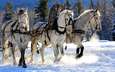 снег, зима, мороз, сани, лошади, кони, упряжка, тройка