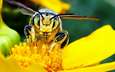 желтый, макро, цветок, насекомые, пчела