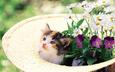цветы, кошка, котенок, шляпа, котенок в клумбе