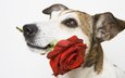 роза, собака, белый фон, пес, подарок, красная роза