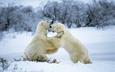 снег, лес, зима, белые, медведи, белые медведи