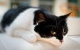 морда, лапы, кошка, взгляд, черно-белый кот, кот.черно-белый, лежит.отдых