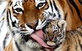 тигр, тигренок, семья, малыш, язык, тигры
